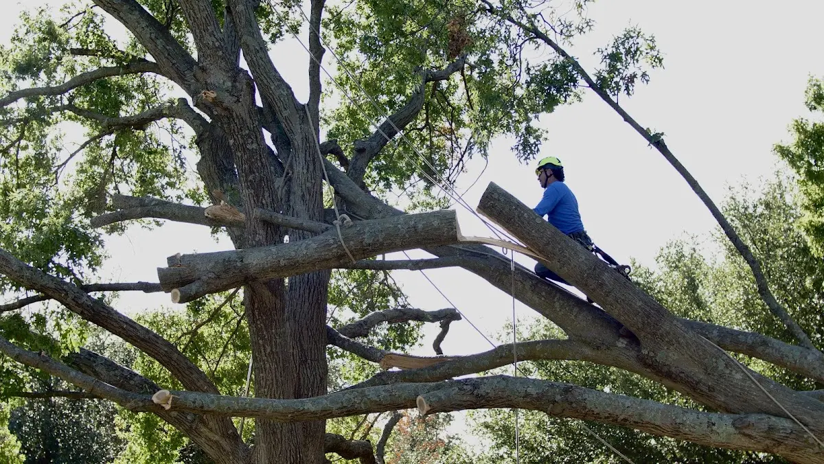 Professional Hazardous Tree Removal performed by certified arborists in Eden